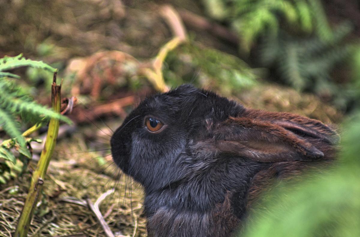 Black bunny 