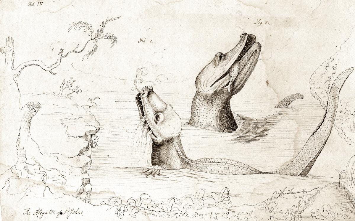 William Bartram's Man-Eating Monster | National Endowment for the