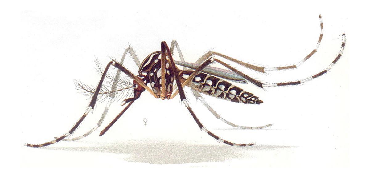 mosquito