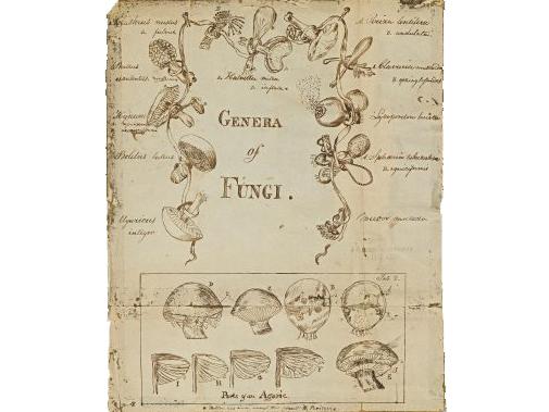Genera of Fungi, n.d. Unpublished drawing in the John Torrey collection.  