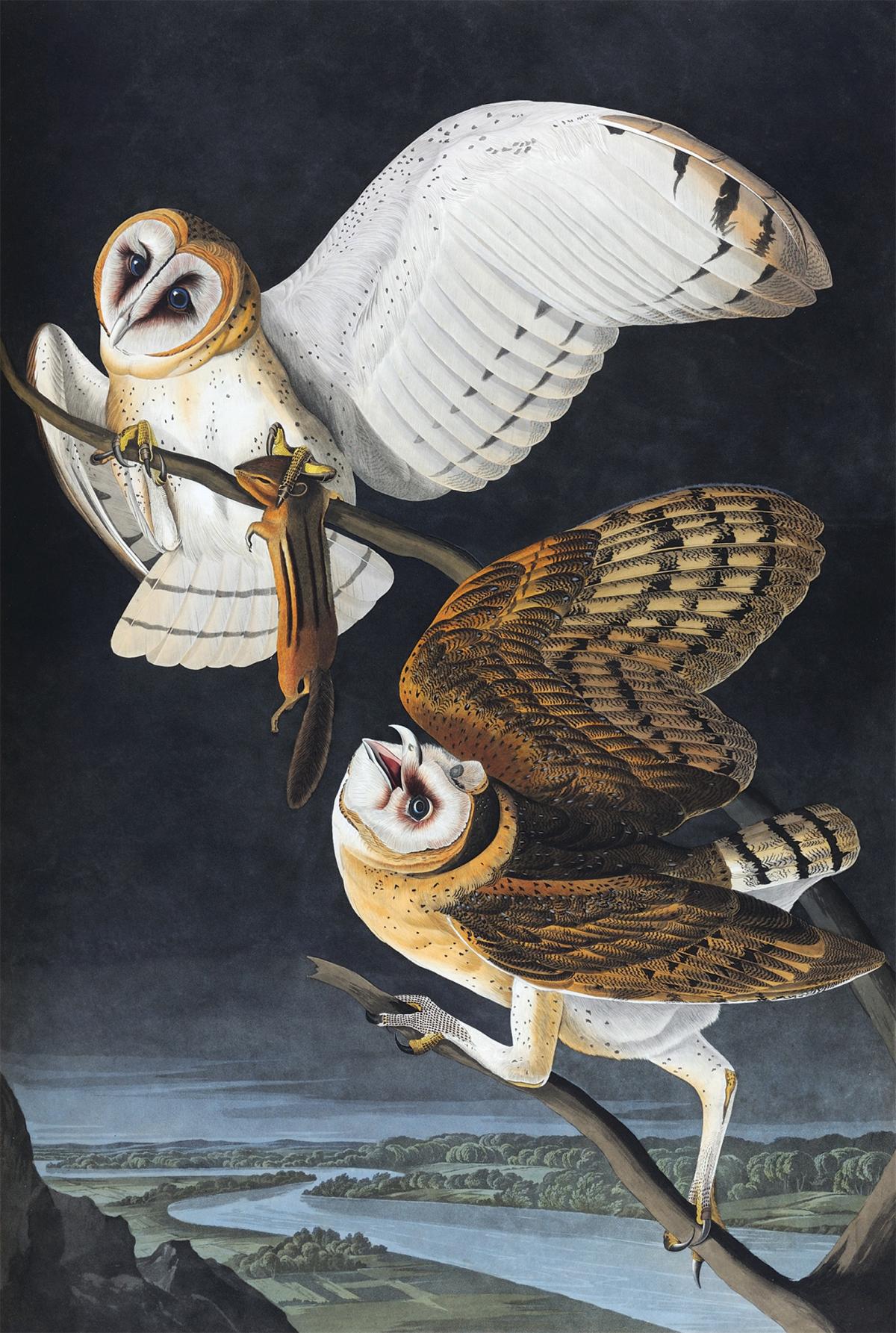 Two owls with chipmunk