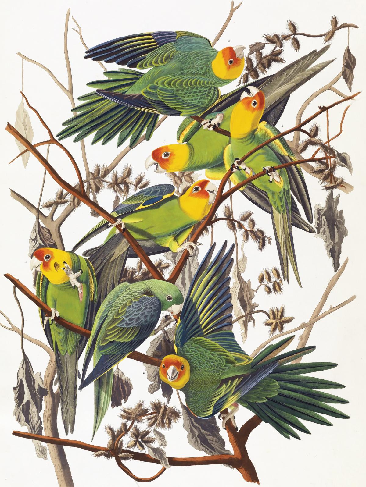 Flock of Carolina parakeets in a tree