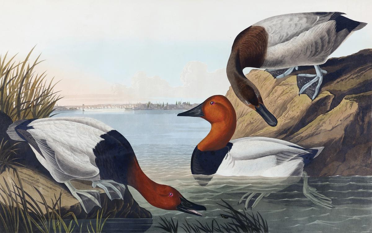 Three horse ducks near water