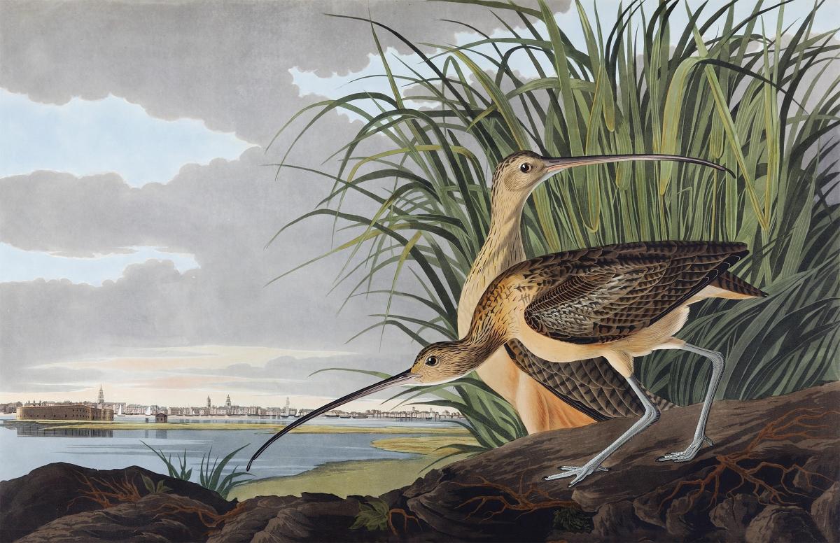 Two long-billed curlews