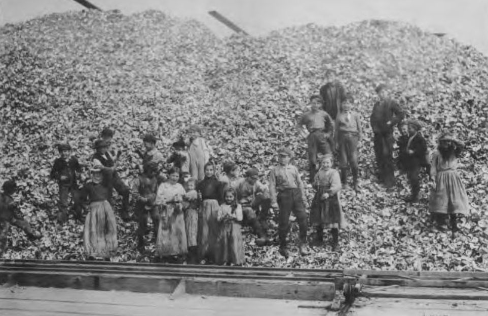 Lewis Hine photograph children at oyster packing plant 