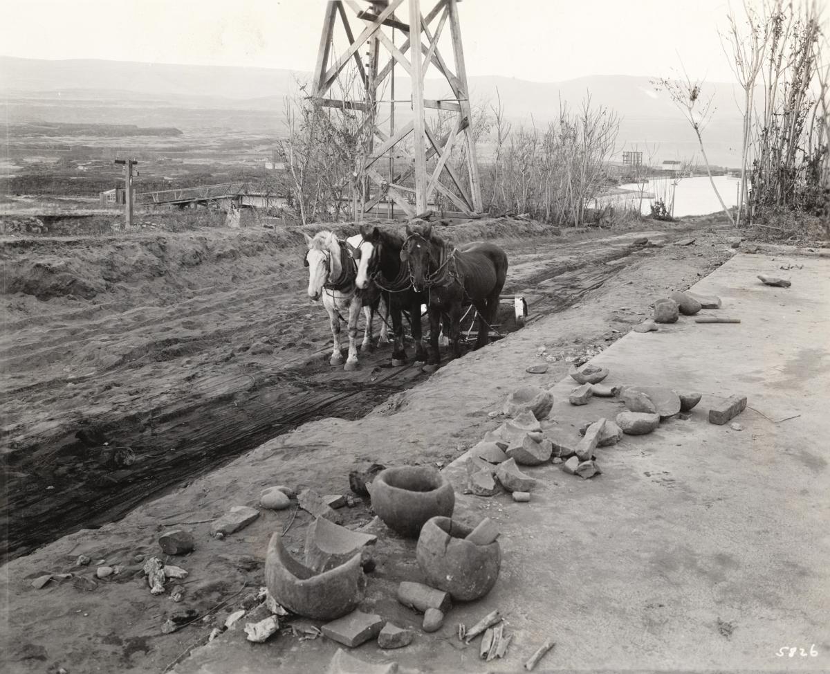 Black and white photograph of three horses standing behind pottery excavated near Celilo Village. 