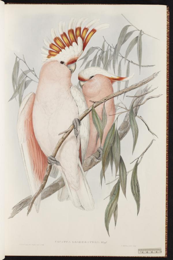 Leadbeater’s Cockatoo