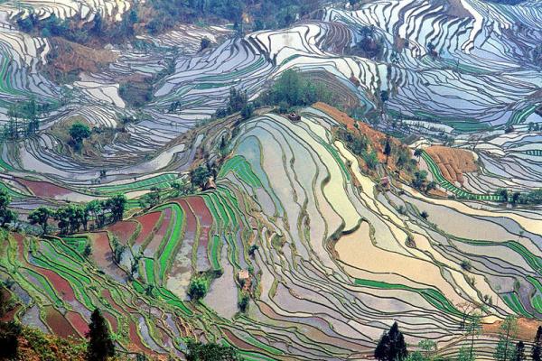A terraced agricultural field in China, seen from a neighboring hillside.