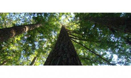 Photograph of tall trees from a bottom-up portrait perspective.