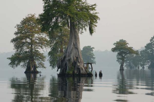 photo of the Great Dismal Swamp