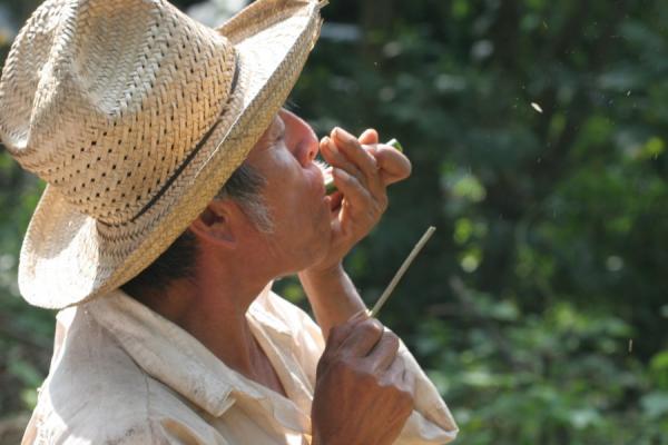 Demonstration of the origins of Nahuat name for the Senna fructicosa tree