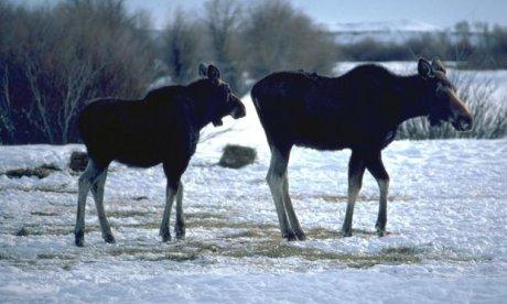 Color photo of two moose walking in a snowy landscape.
