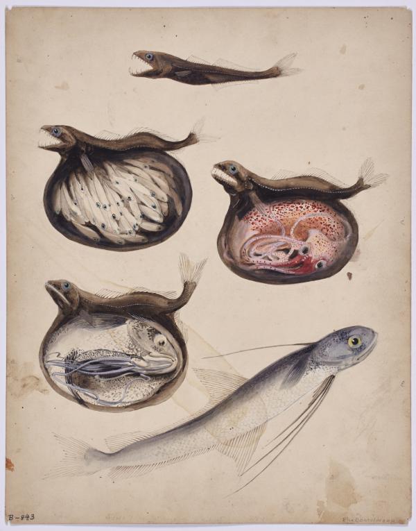 Illustration of Chiasmodon niger stomach contents by NYZS field staff artist Else Bostelmann, 1934