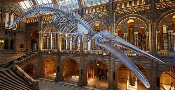 The blue whale skeleton in its new Hintze Hall home