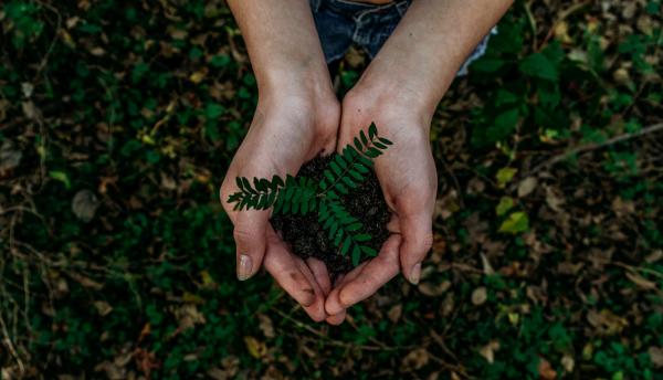 tree in hand