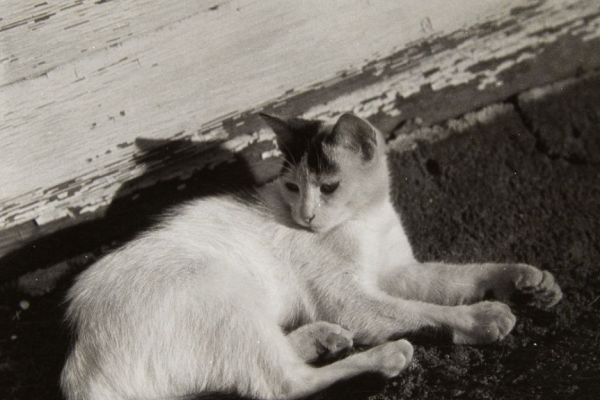 Gelatin silver print of a light colored cat with dark spots on its head laying on a asphalt roofing material, wooden siding with white peeling paint; the cat casts a shadow between the two surfaces; the legs and feet of the cat face the direction of viewer right while its head is turned looking down in the direction of viewer left