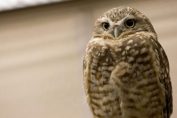 A small burrowing owl sits on the right of the image with an out-of-focus background. His feathers are shades of brown with white around his beak. He is looking slightly down and to his right.  