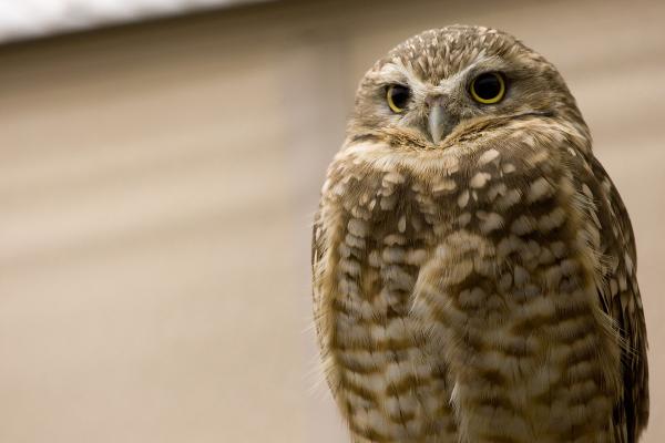A small burrowing owl sits on the right of the image with an out-of-focus background. His feathers are shades of brown with white around his beak. He is looking slightly down and to his right.