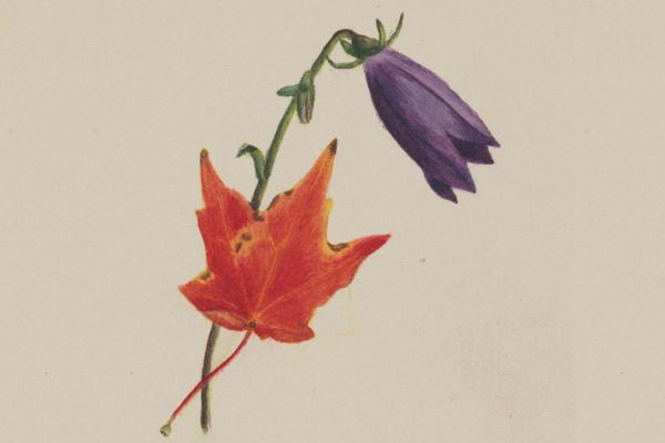 A painting of an orange maple leaf and a purple crocus on an off-white background.