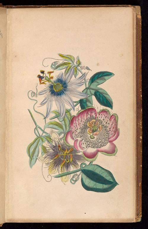 Lucy Hooper. Author’s copy of Floral Souvenir: A Perennial Gift, with a Complete Floral Dictionary (1841).