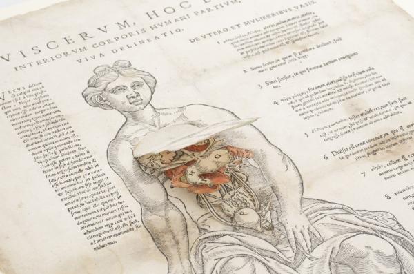 The University of Minnesota will use a Research and Development award to create digital surrogates of often-fragile books that have multi-layer flaps, such as flap anatomies, preserving their interactive nature for users. Portrayed here: Nicolini da Sabbio, G. A. (1539). Viscerum hoc est interiorum corporis humani partium. per Ioan. Ant. de Nicolinis de Sabio, expensis uetro Io. Baptistae Pederzani.