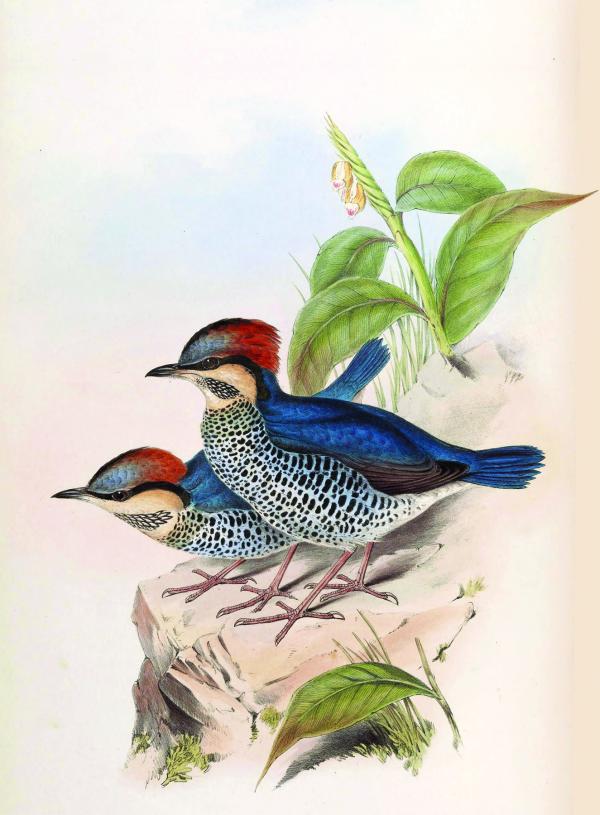 A painting of two blue pitta birds standing in front of foliage.