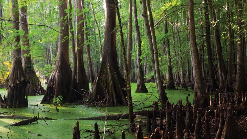 Photo of a swampy area with tall trees and mangroves.