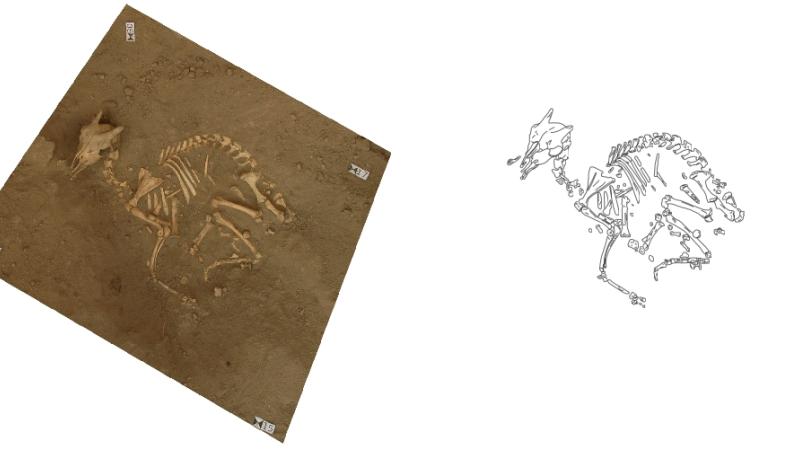 Example of photomapping, used on the skeleton of an aramus