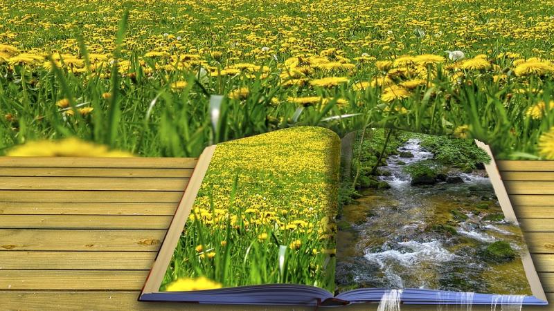 Illustration of an open book in a field of yellow wildflowers