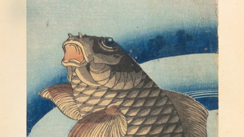 A brown scaled carp swims upward, surrounded by swirling dark blue lines