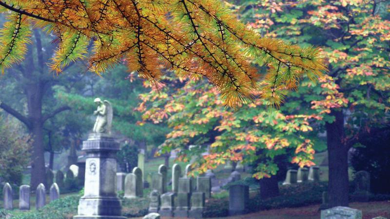 Photograph of cemetery with overhanging trees