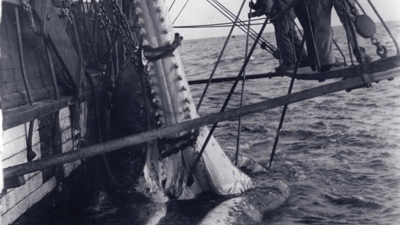 Black and white photo of two men suspended beside boat, removing a whale's jaw