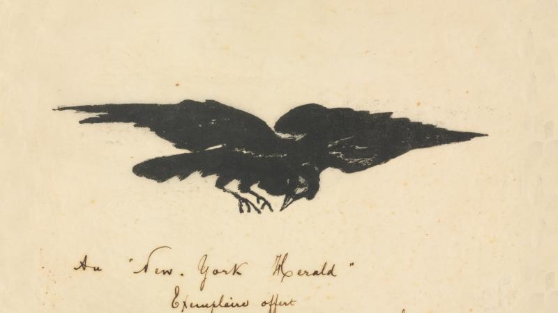 Black raven with spread wings, on a tan background