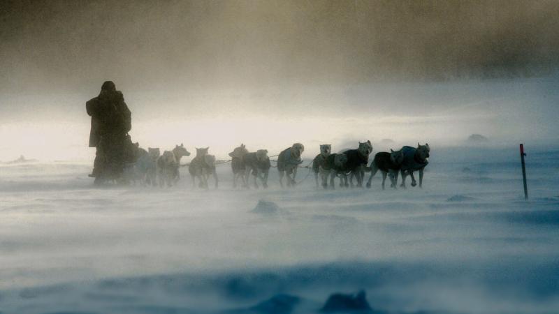 Wide photograph of sled dogs