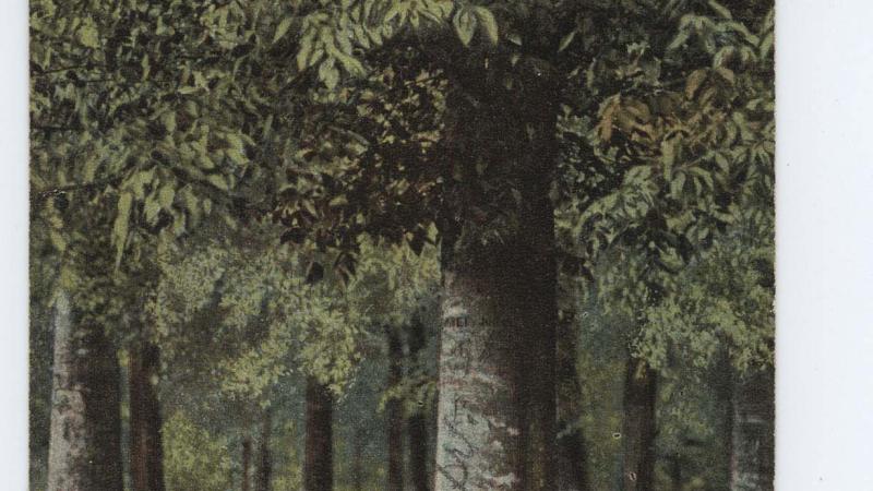 A grove of beechwood trees, dimly lit