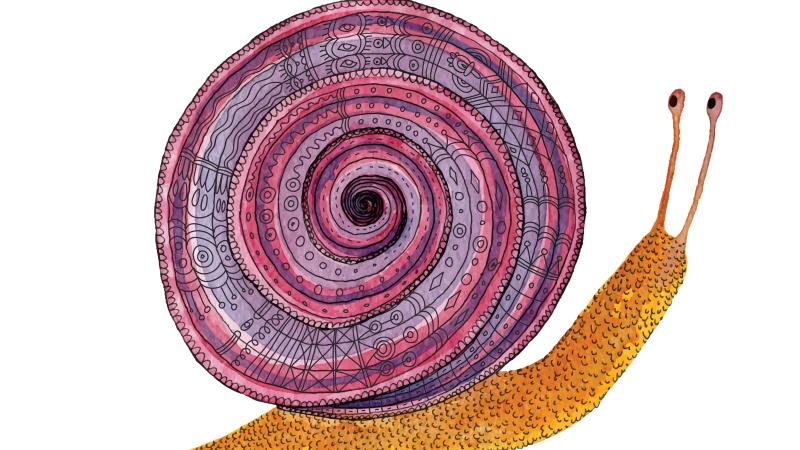 drawing of a snail with a purple and pink, spiral-patterned shell