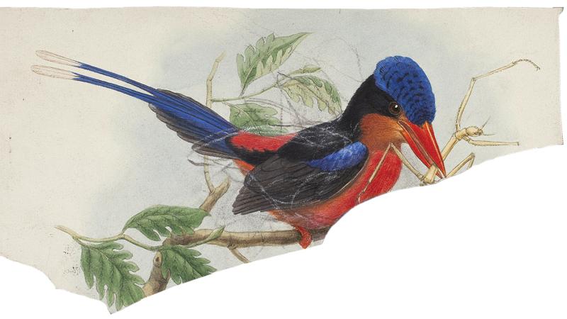 Blue and red kingfisher, with an insect in its beak