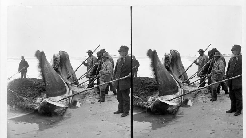 A crew of men drag whale parts onto a beach