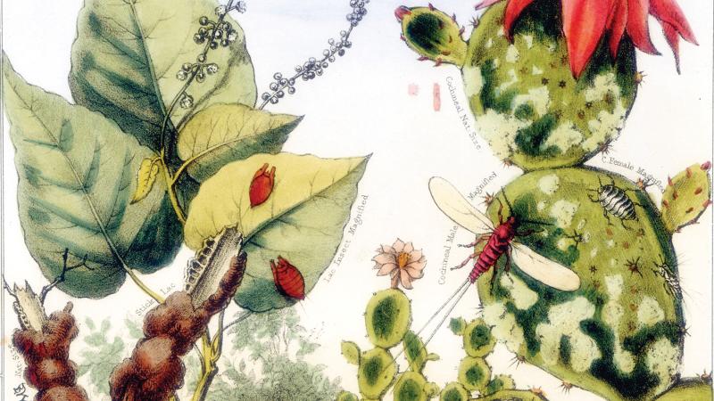 hand-drawn cochineal and lac insects, drawn in reds, greens, and yellows