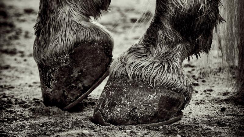 Black and white close-up photo of horse hooves