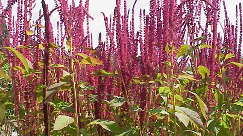 “Alegria” (amaranth)