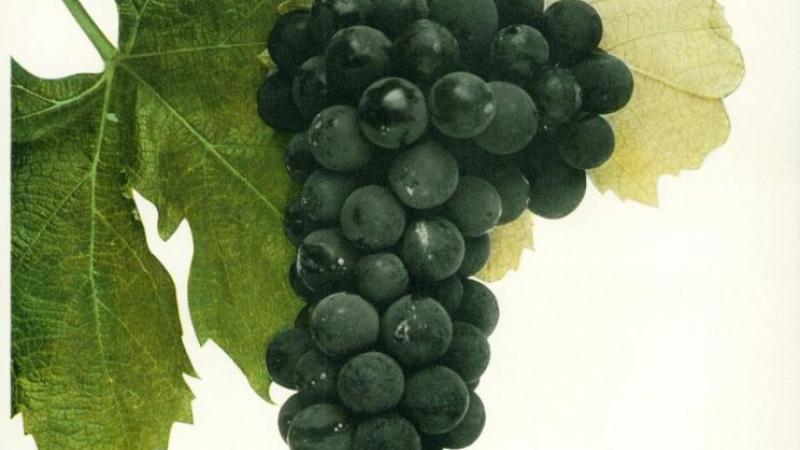 The “Black Eagle” grape variety