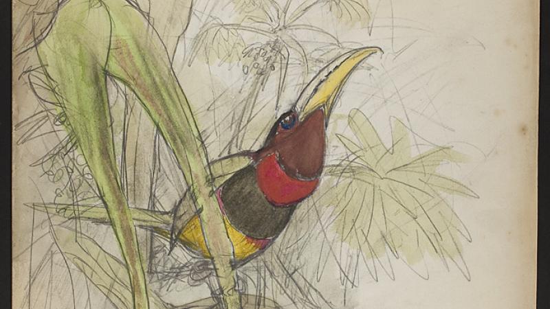 Two brown-mandibled Aracari