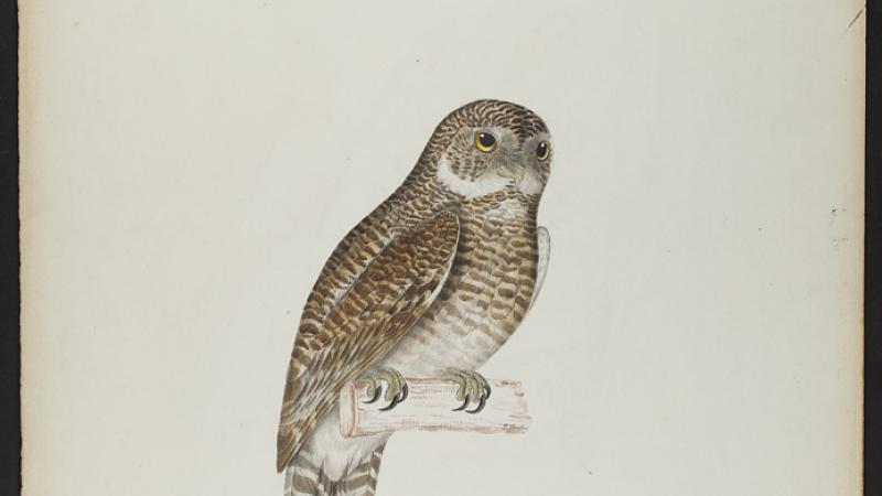 Noctua cuculoides