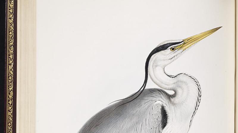 Heron