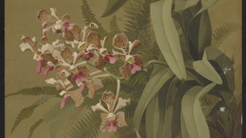 Vanda Tricolors Orchid