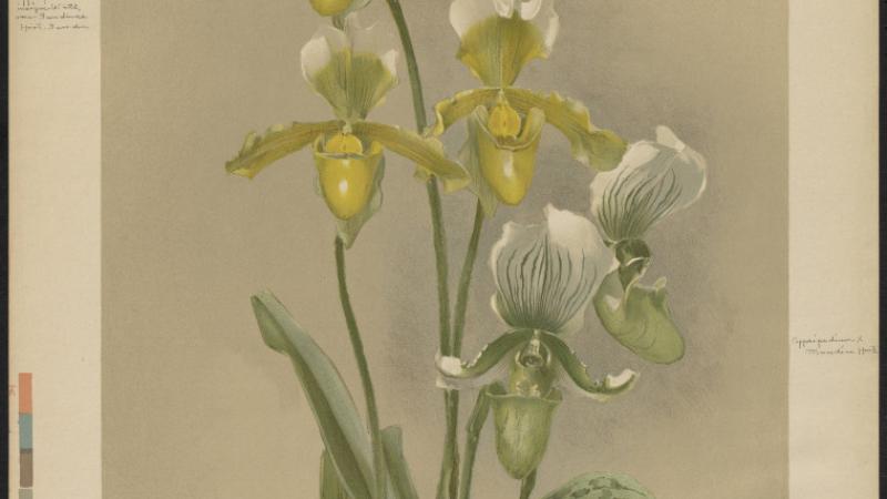 Cypripedium Orchid