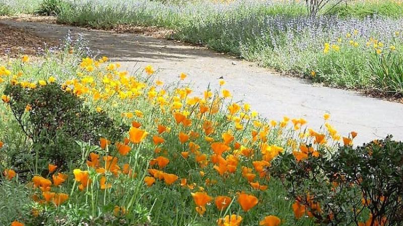 The Rancho Santa Ana Botanic Garden in Claremont, California