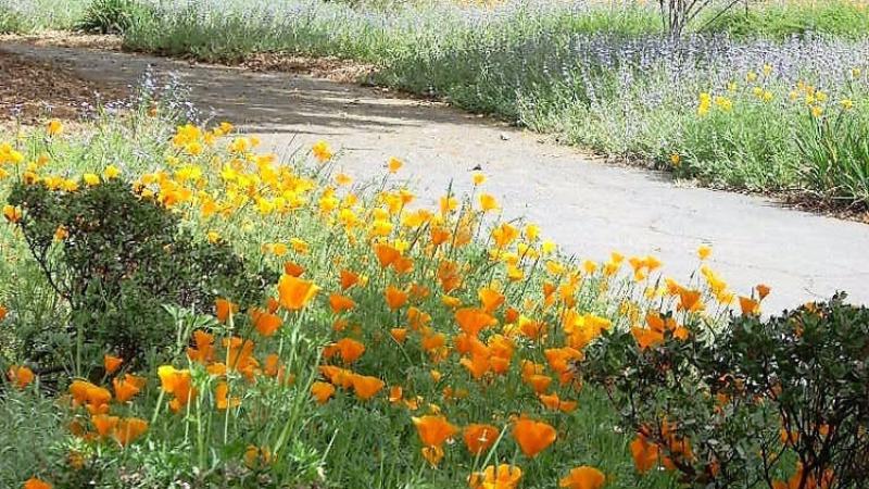 50 States Of Preservation Rancho Santa Ana Botanic Garden In