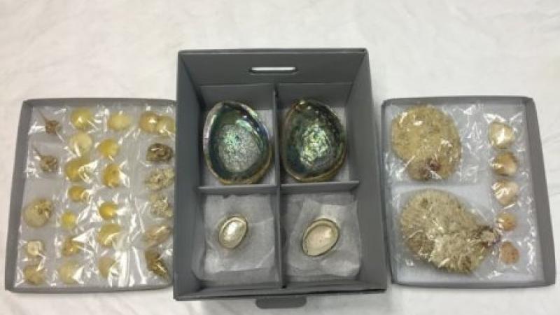 sea shells in separate bags and boxes